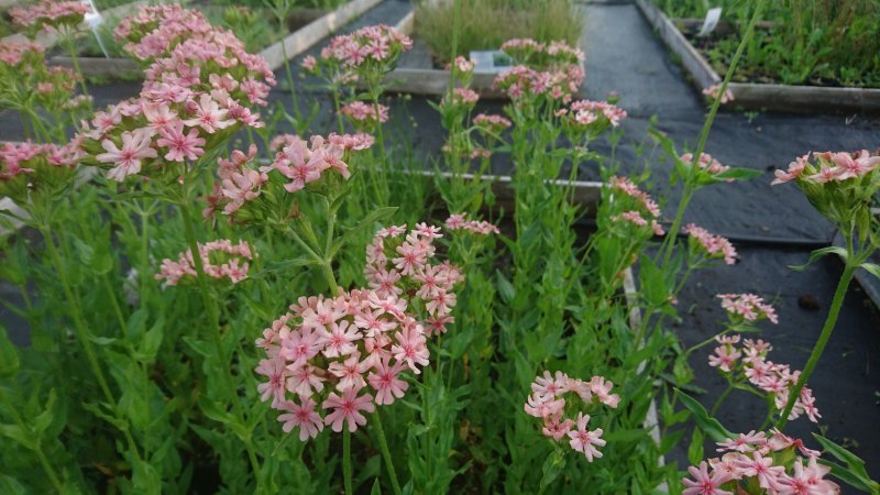 Lychnis chalcedonica 'Pinkie'  Горицвет халкедонский